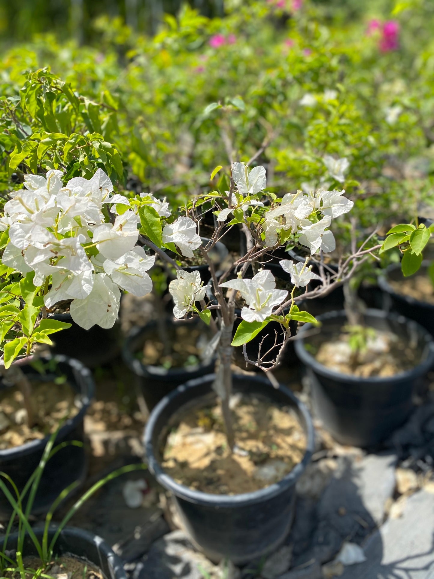 Bougainvillea Flowering Plant - XL