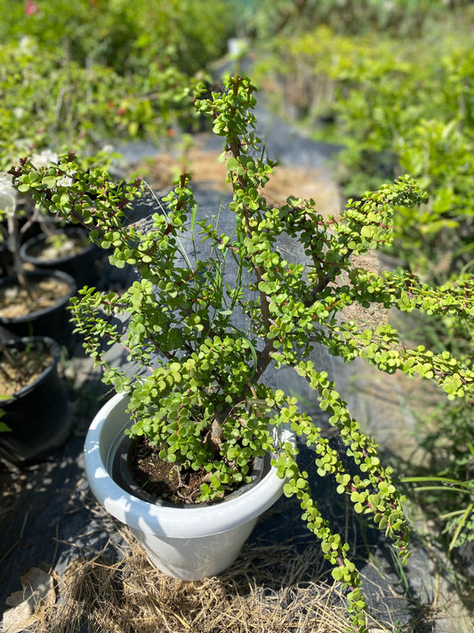 Jade Plant - XL