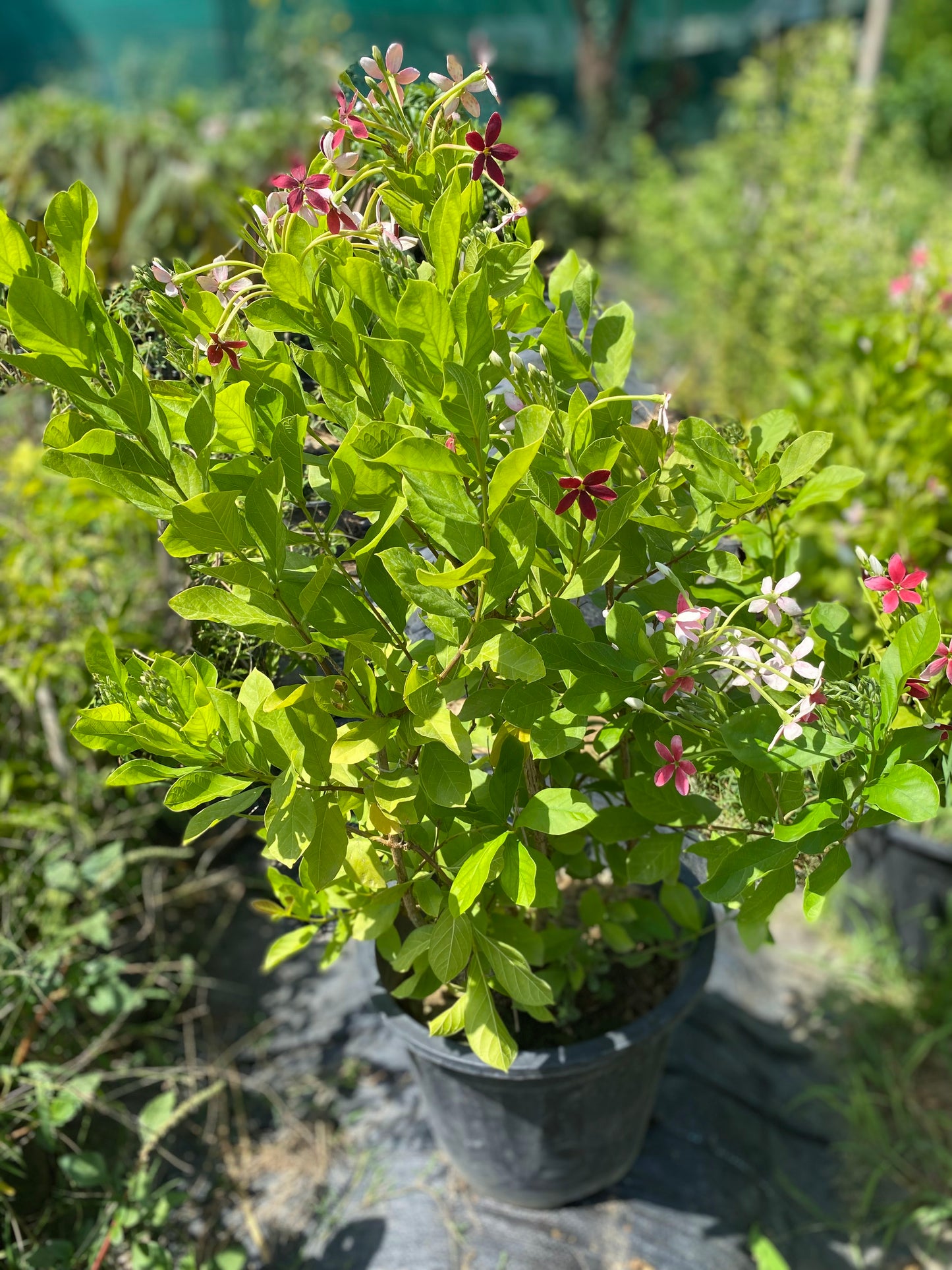 Madhumati Flowering Plant - XL