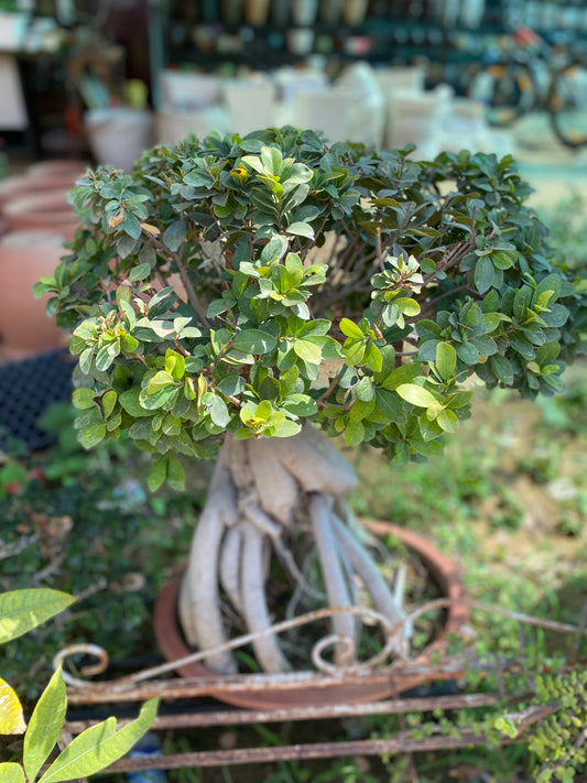 Banyan Tree Ficus Bonsai Plant - XL