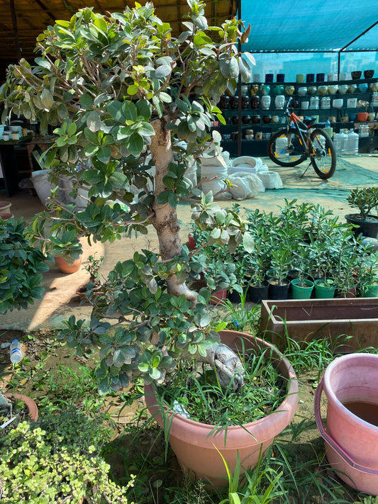 Ficus Bonsai Plant - XL