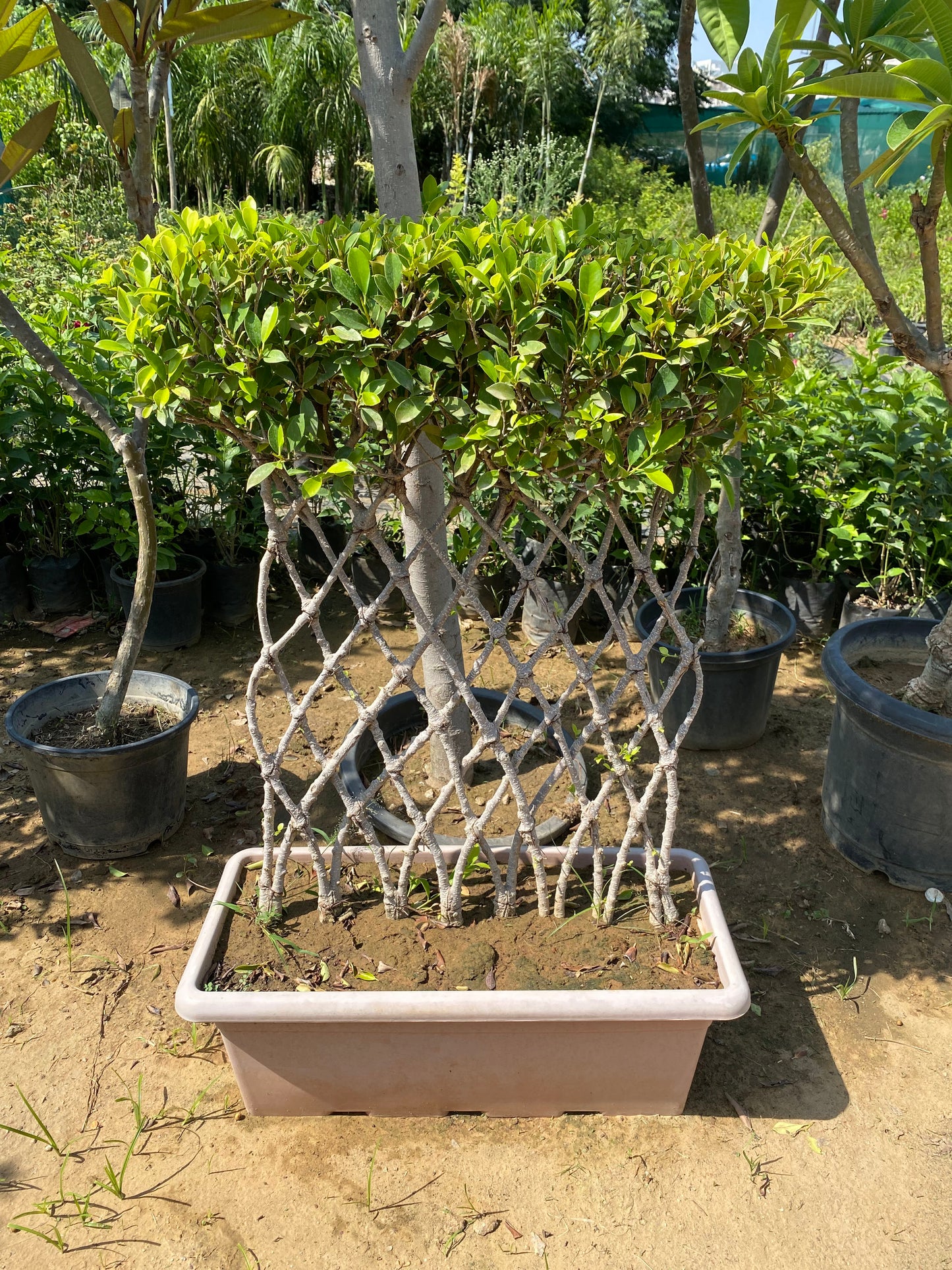 Ficus Grill Bonsai Plant - XL