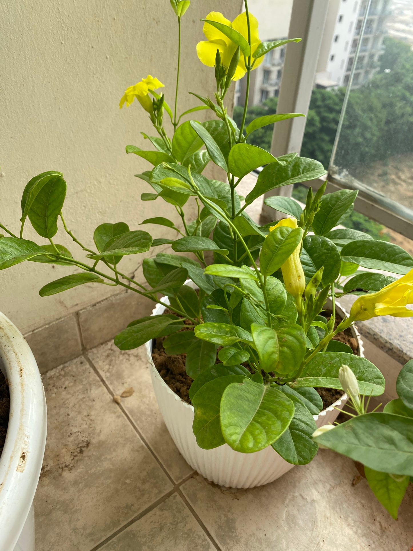 Allamanda Yellow Flowering Plant - Large