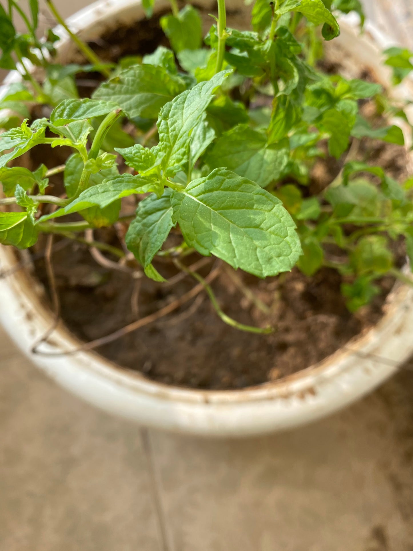 Peppermint (Pudina) Culinary Plant - Medium