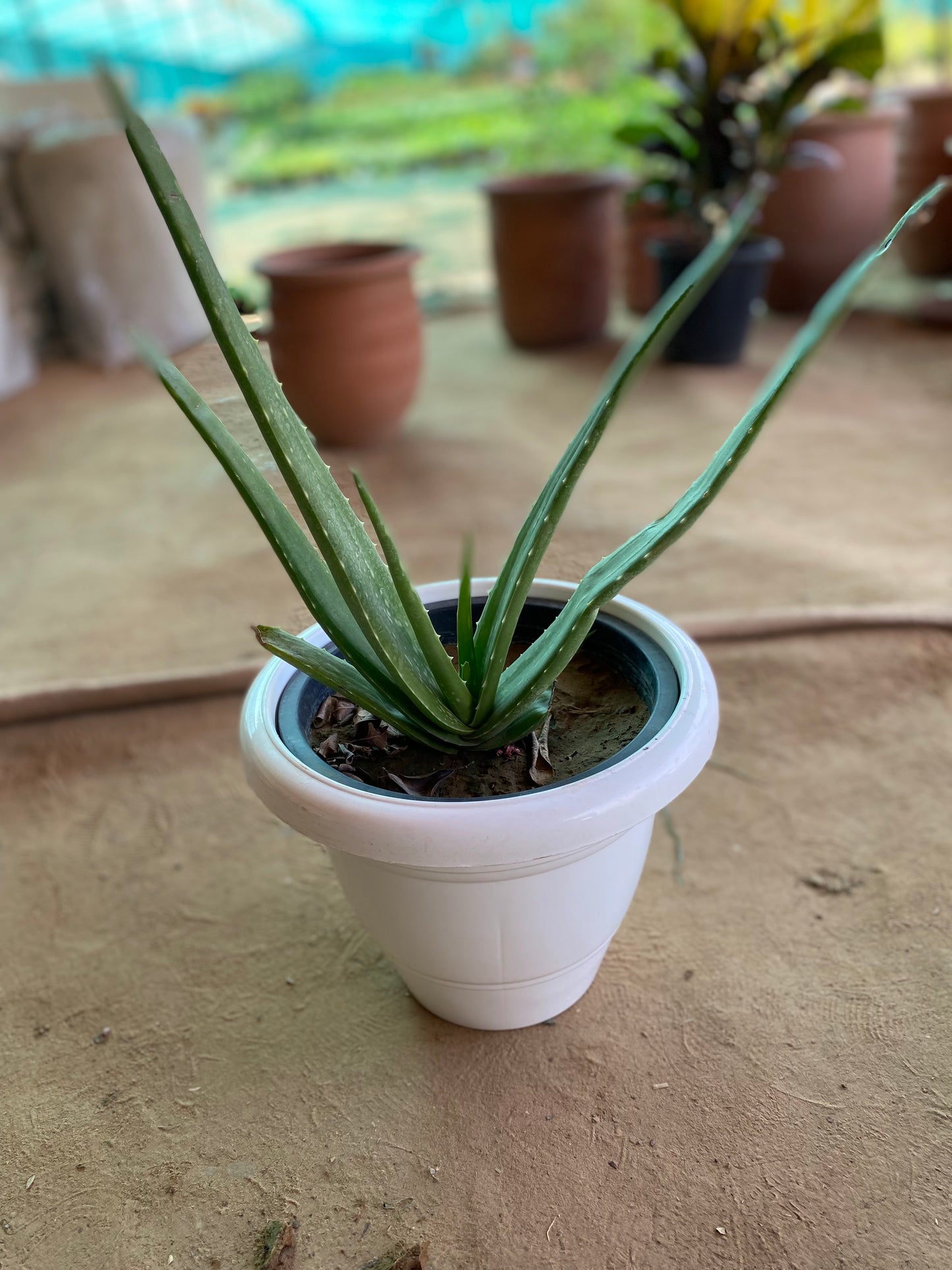 Aloe Vera Medicinal Plant - Medium