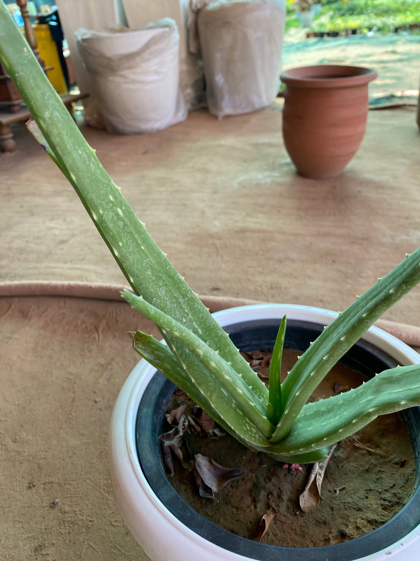 Aloe Vera Medicinal Plant - Medium