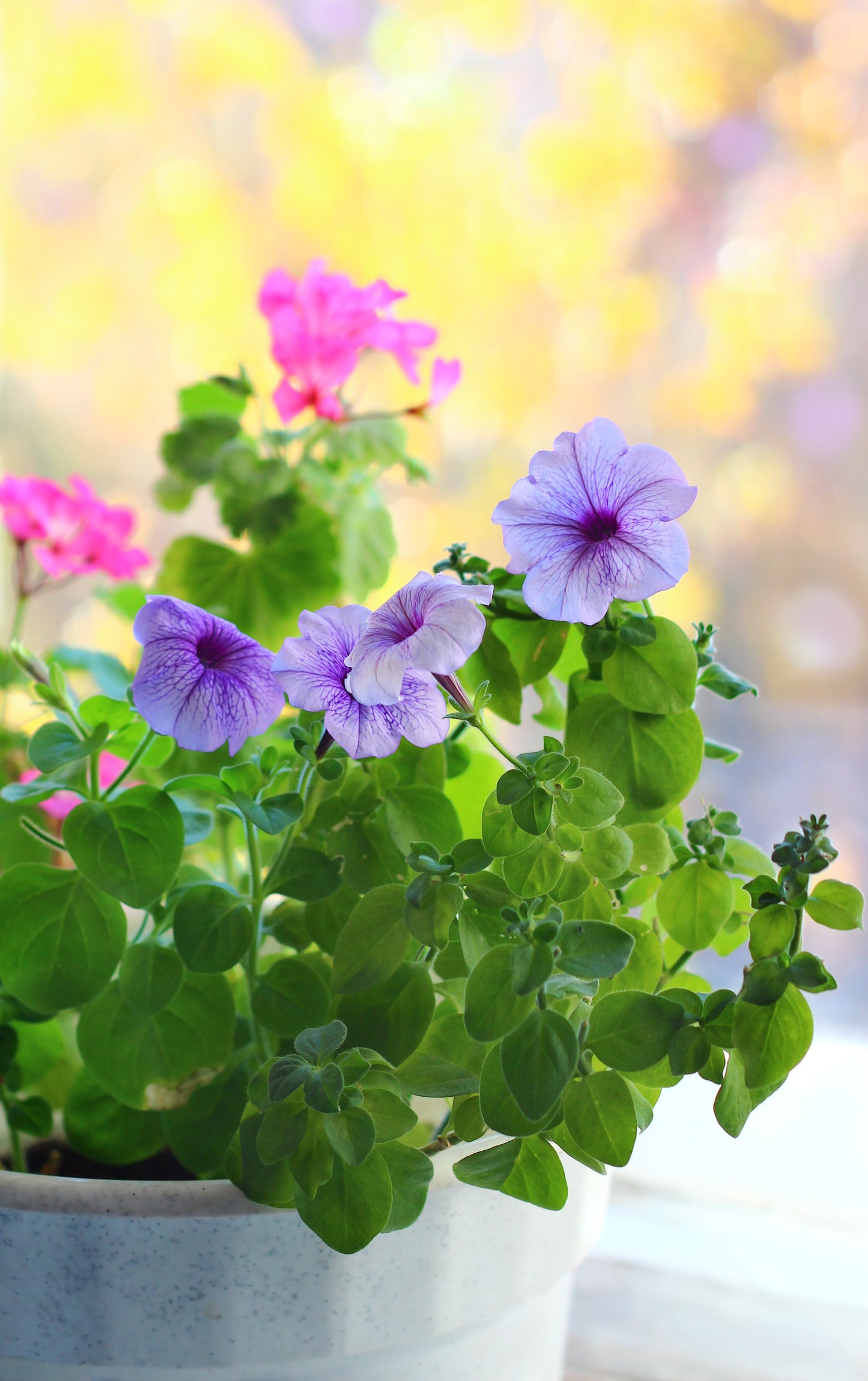 Petunia Grandiflora