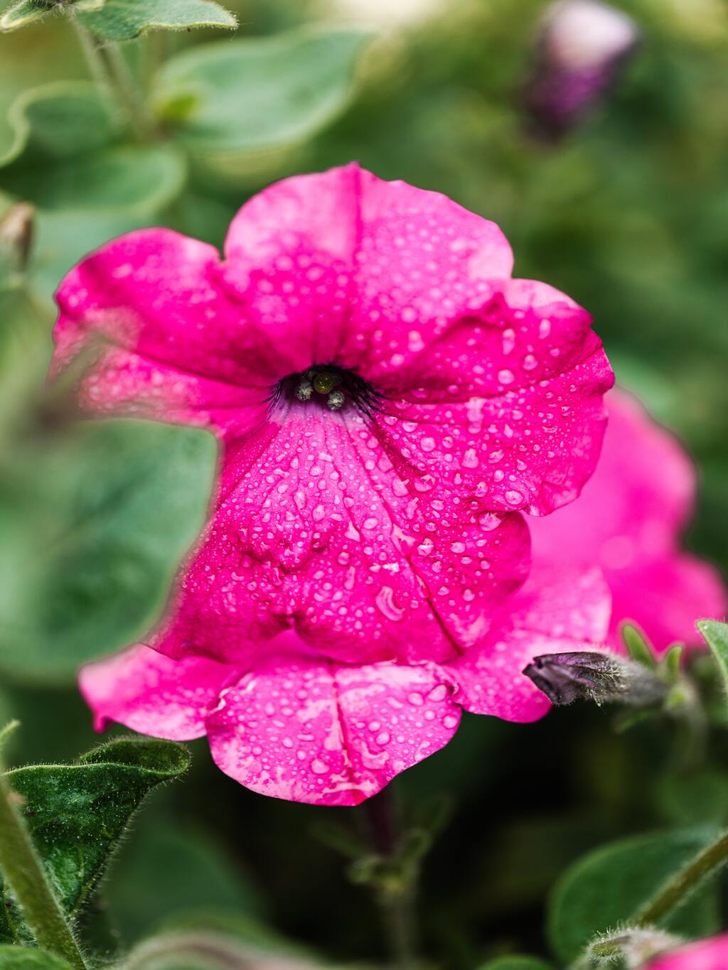 Petunia Grandiflora